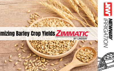 Unlocking Barley’s Potential with Zimmatic Pivots in Lethbridge, Brooks, and Taber