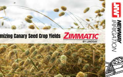 Zimmatic Pivots: The Ideal Solution for Canary Seed Cultivation