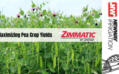 Zimmatic Pivots: Ensuring a Successful Pea Harvest