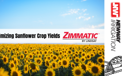 Boosting Sunflower Yields with Zimmatic Pivots